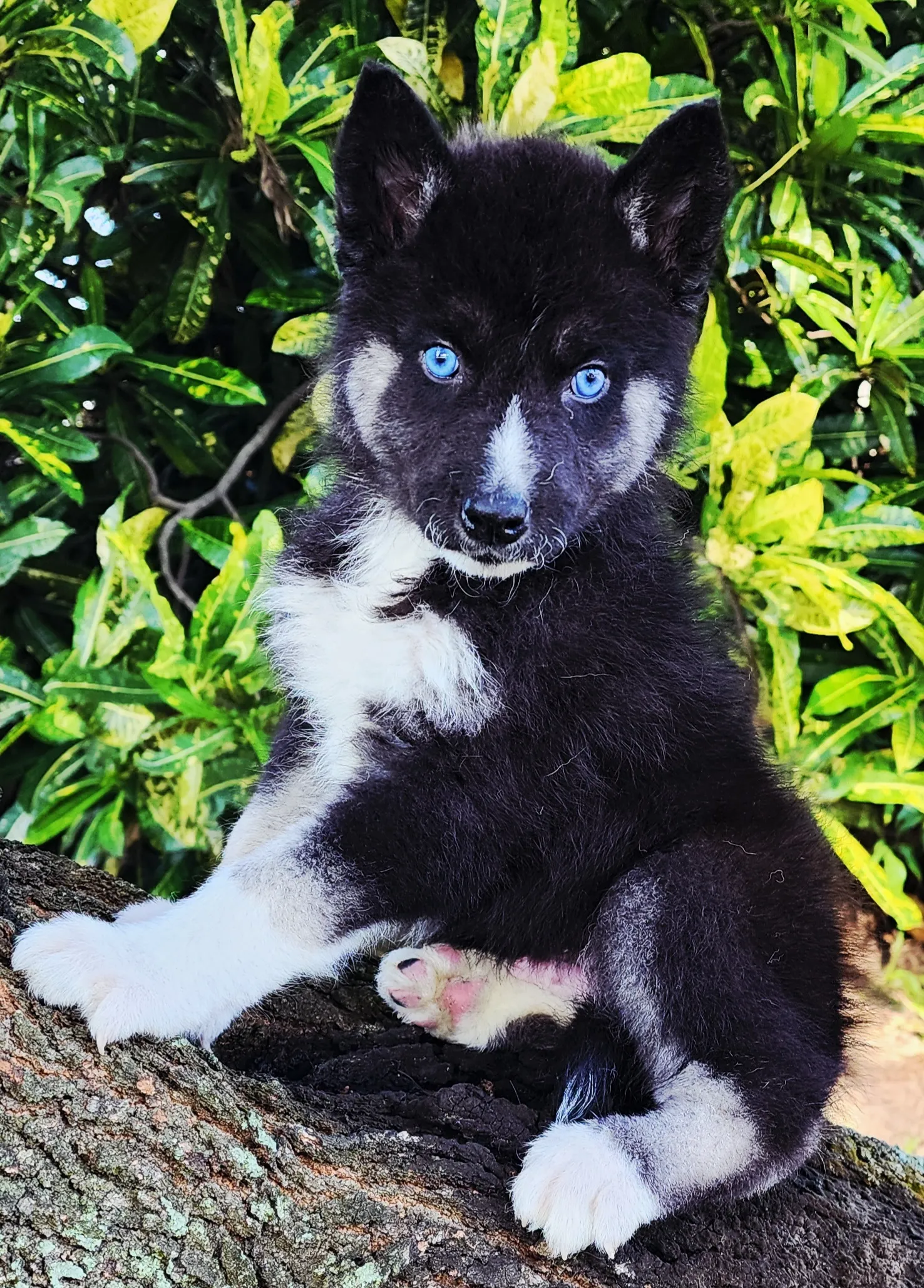 black and white husky puppy with blue eyes