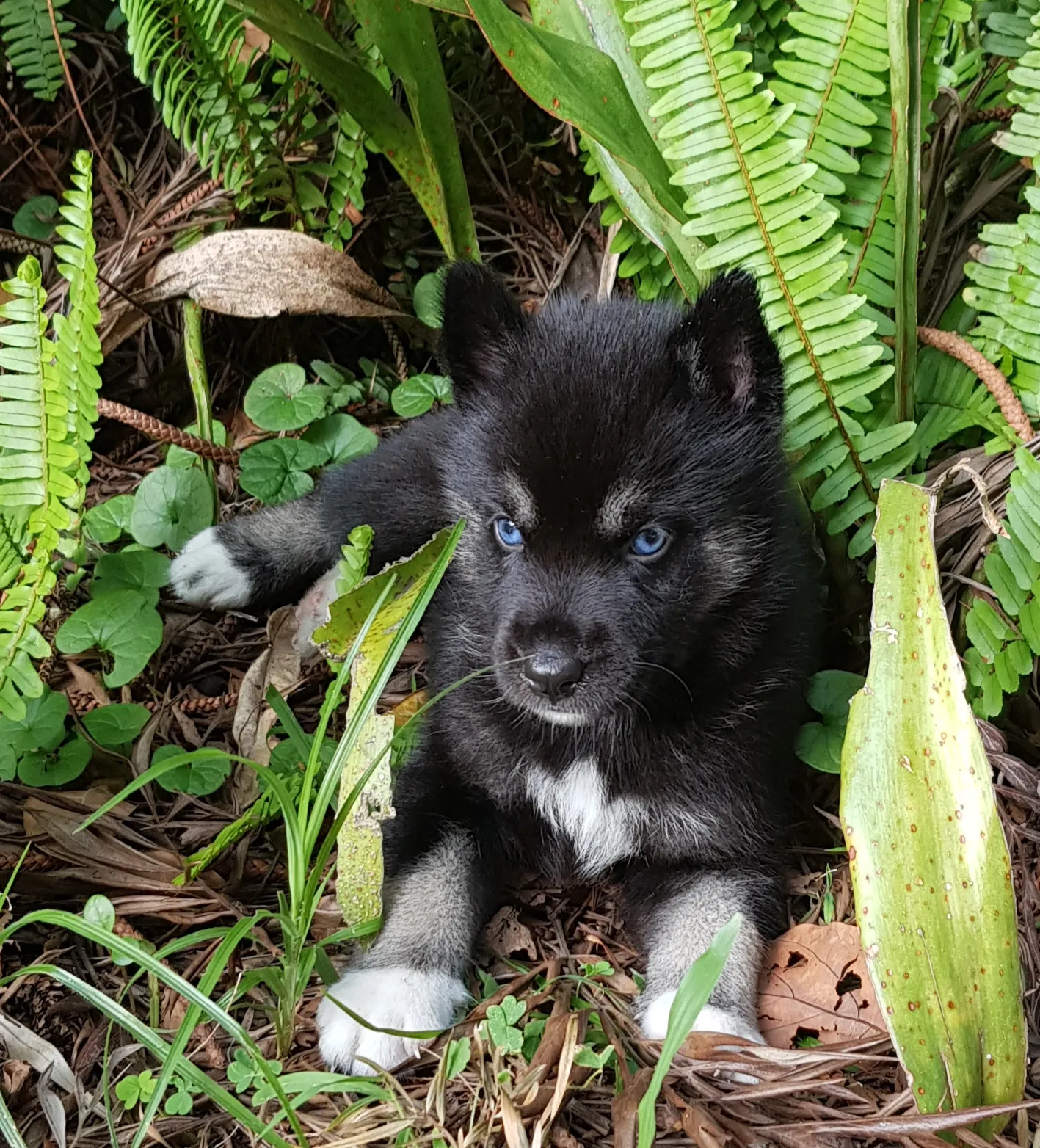 black and white husky puppy with blue eyes 2