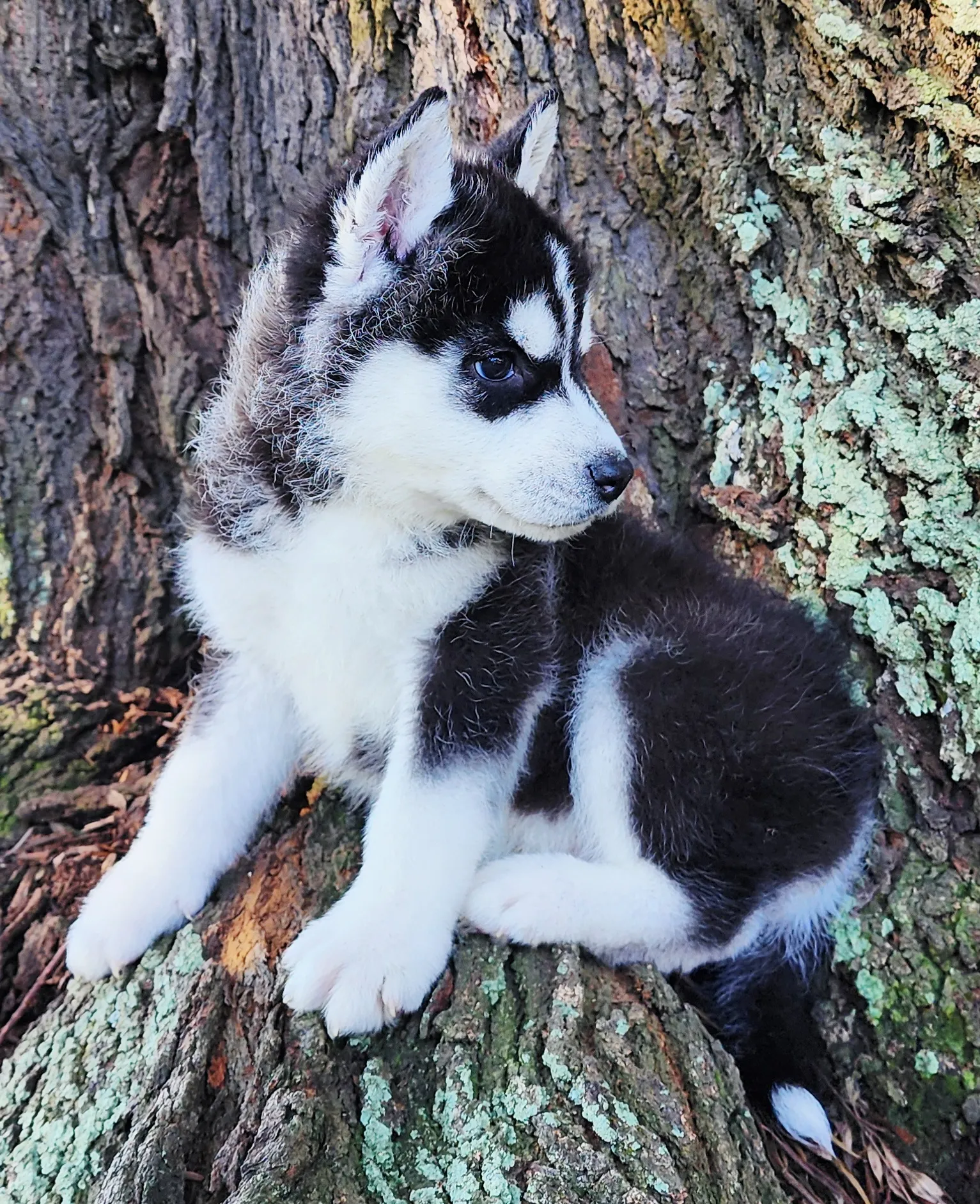 black and white husky puppy with brown eyes
