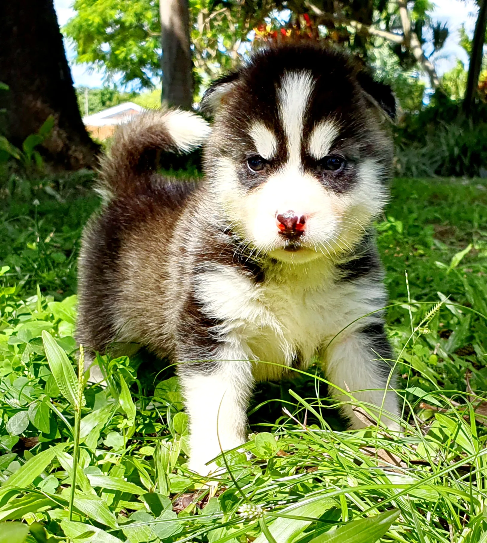 black and white husky puppy with brown eyes 1