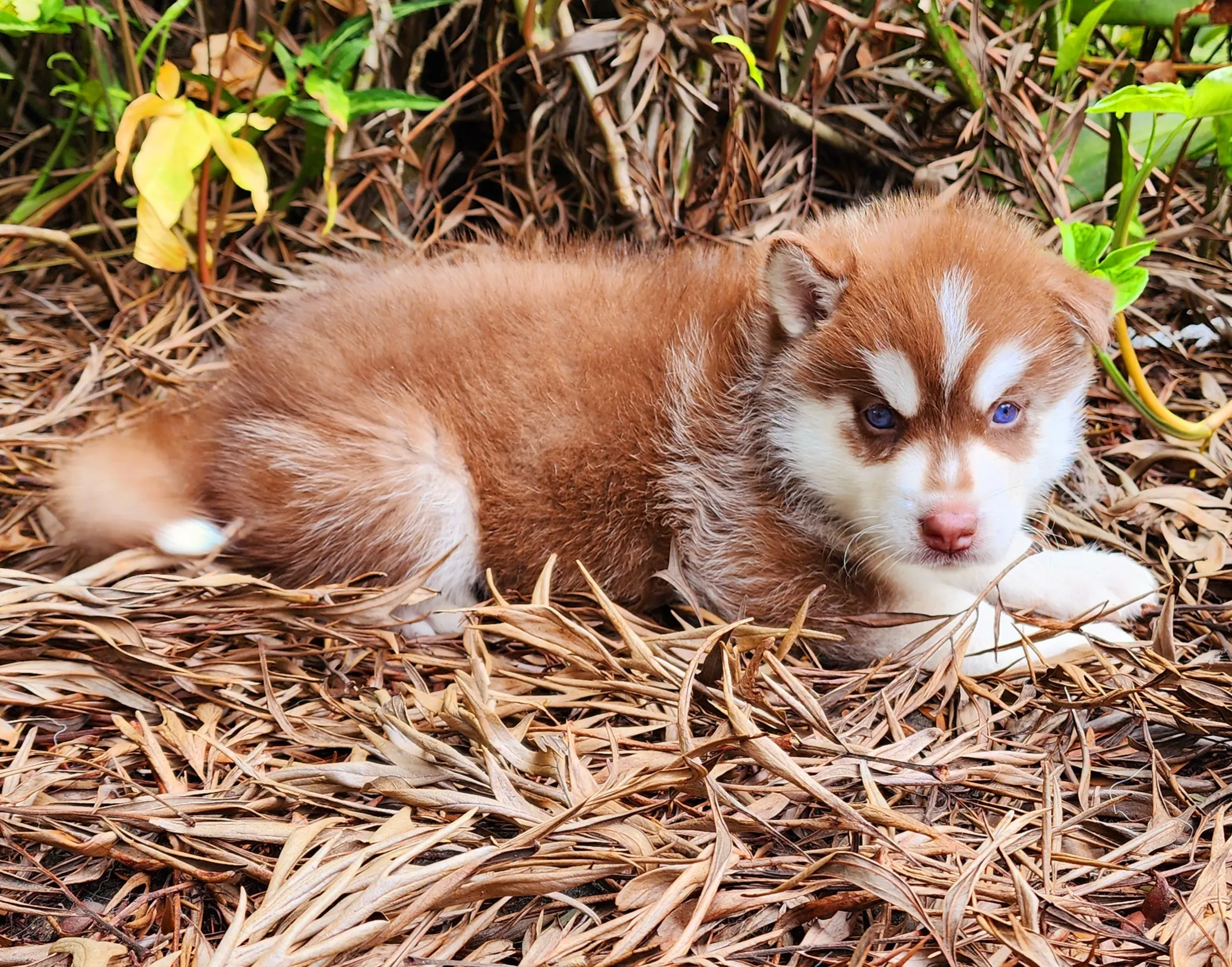 copper husky puppy with blue eyes