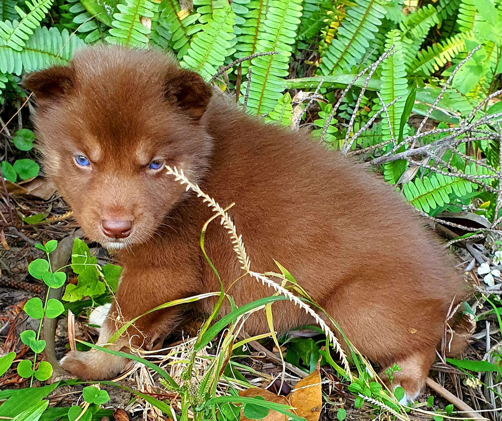 copper husky puppy with blue eyes 1