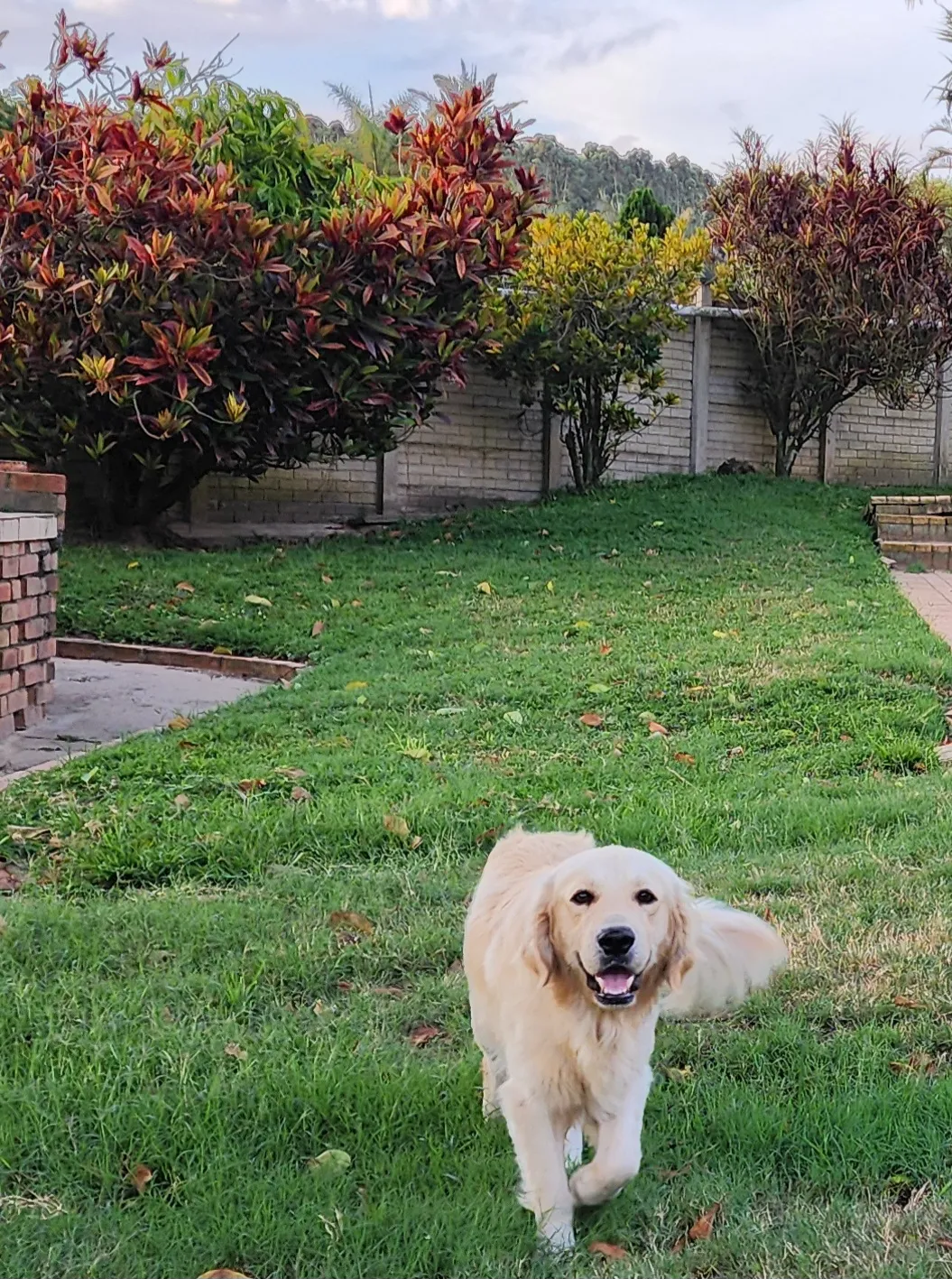 golden retriever adult