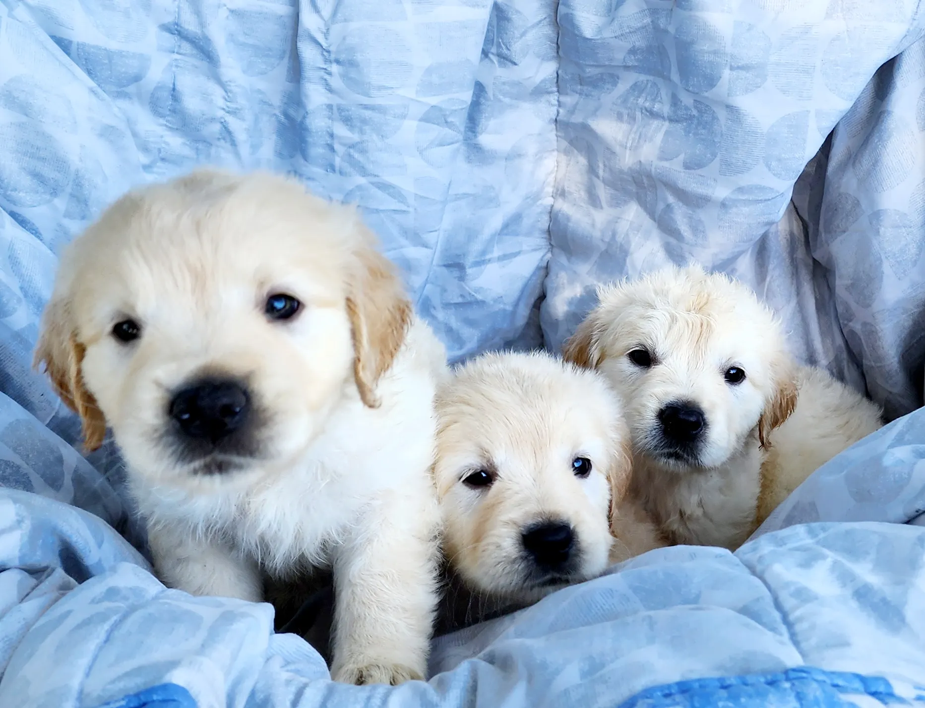 golden retriever puppies