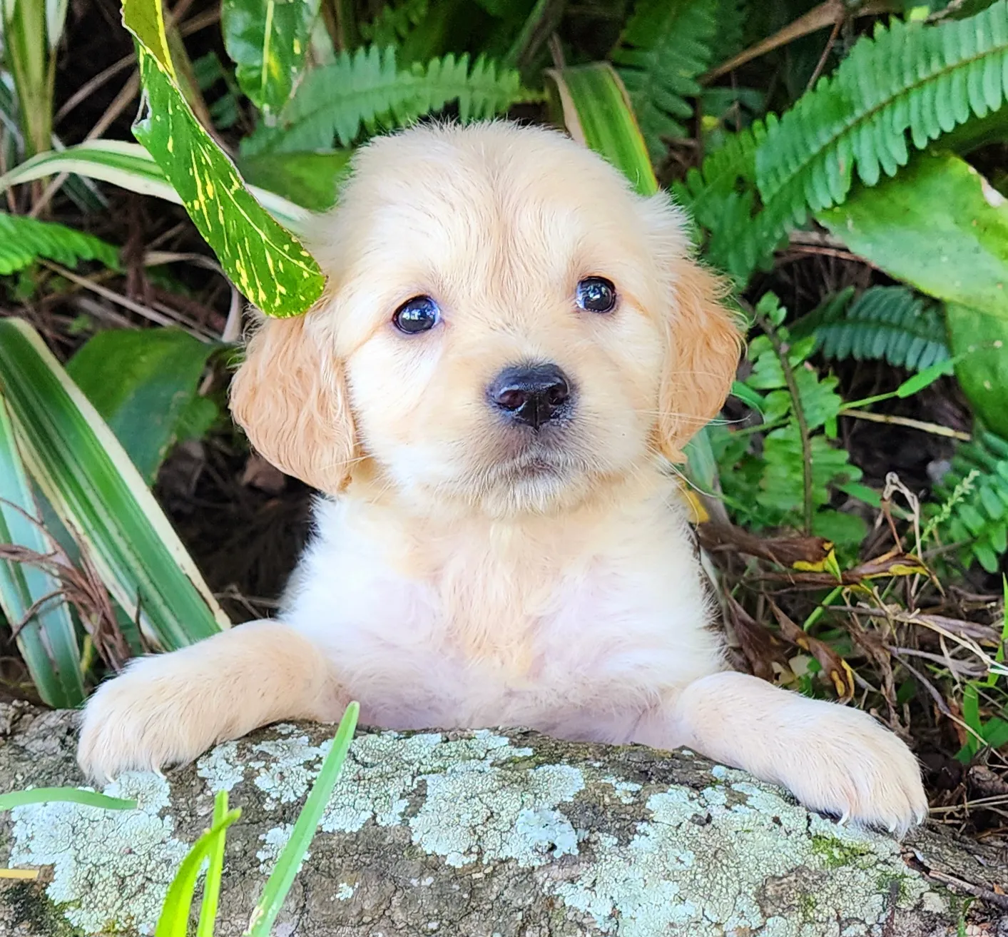 golden retriever puppy 1