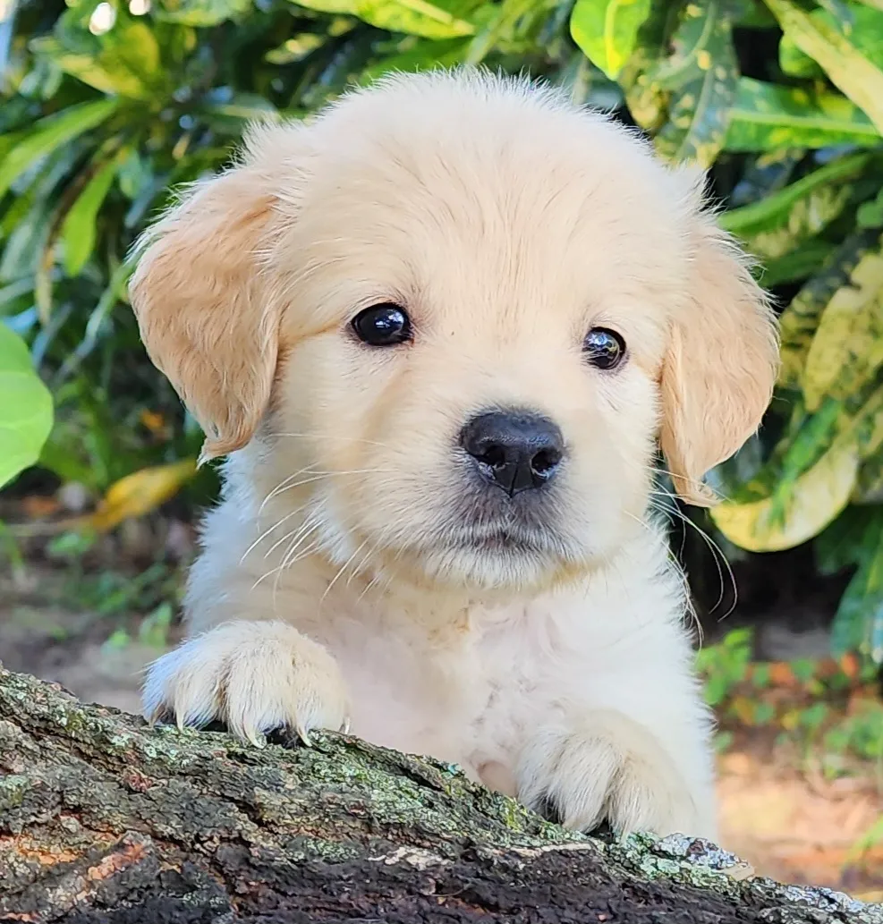 golden retriever puppy 3