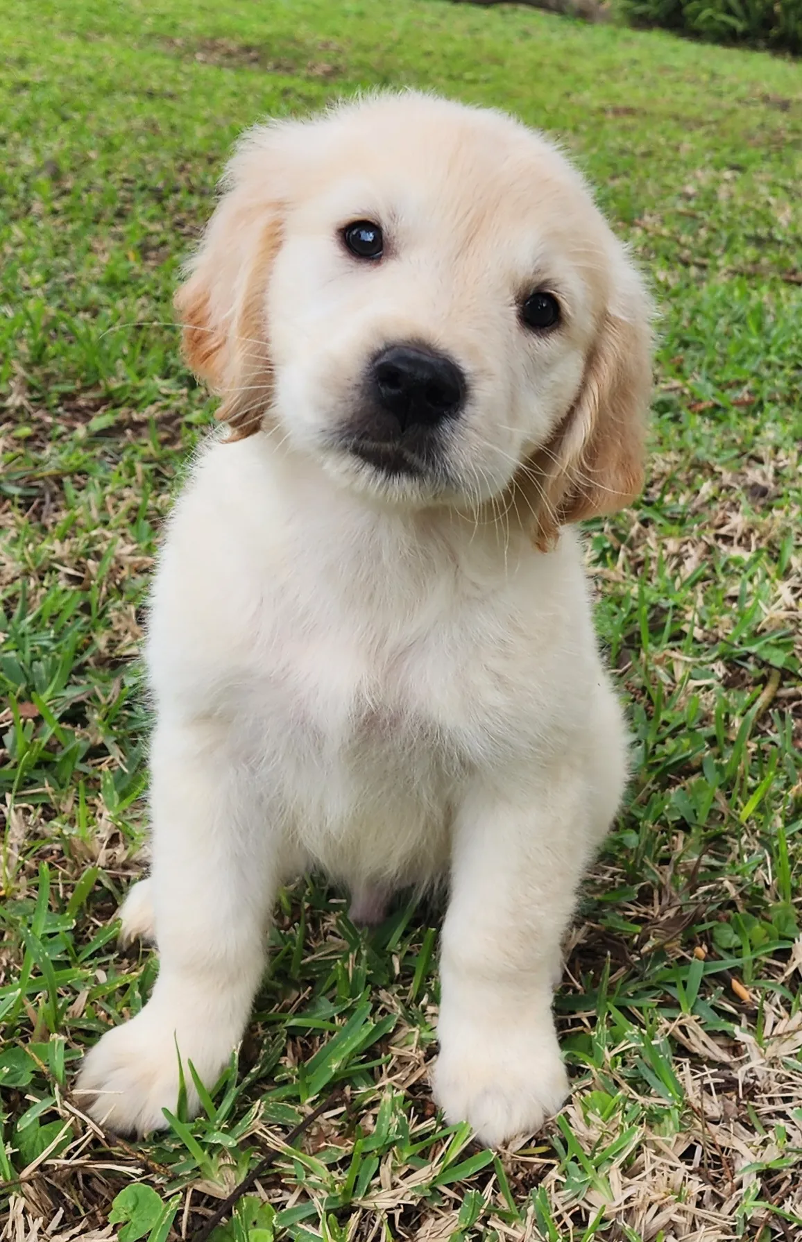 golden retriever puppy 7
