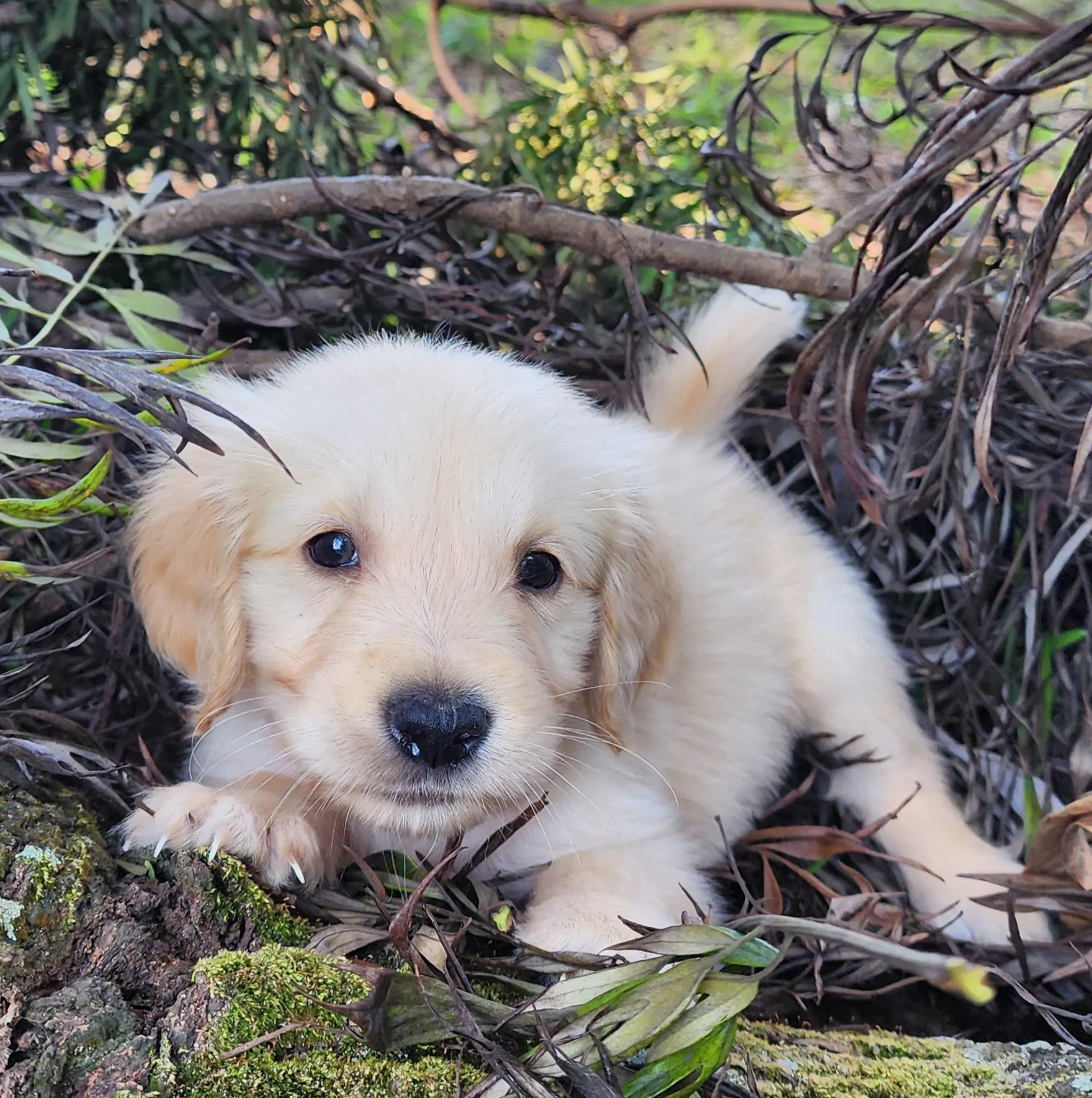golden retriever puppy lying
