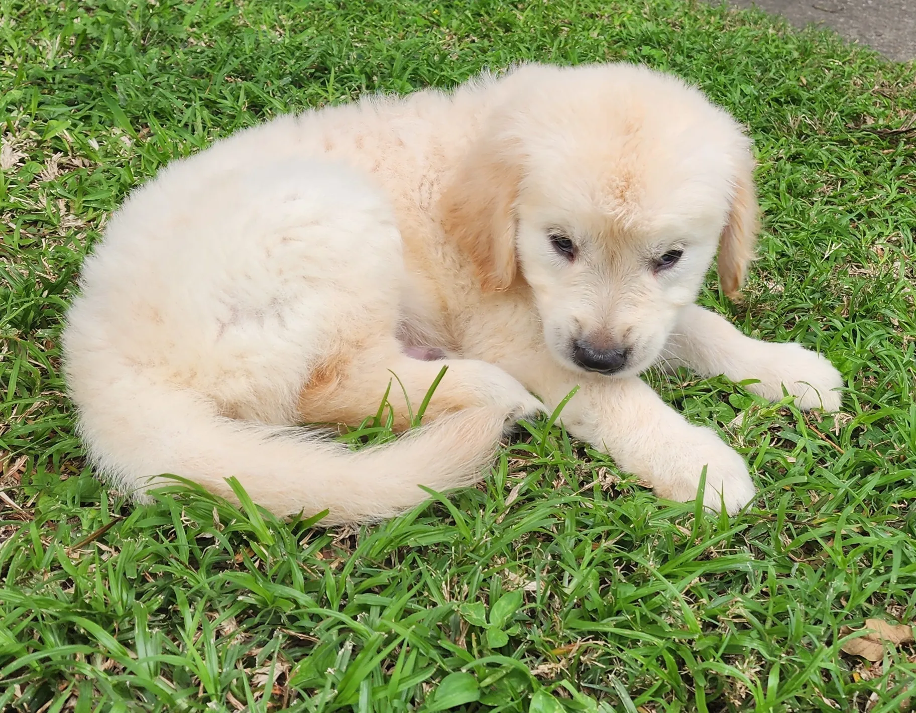 golden retriever puppy lying 2