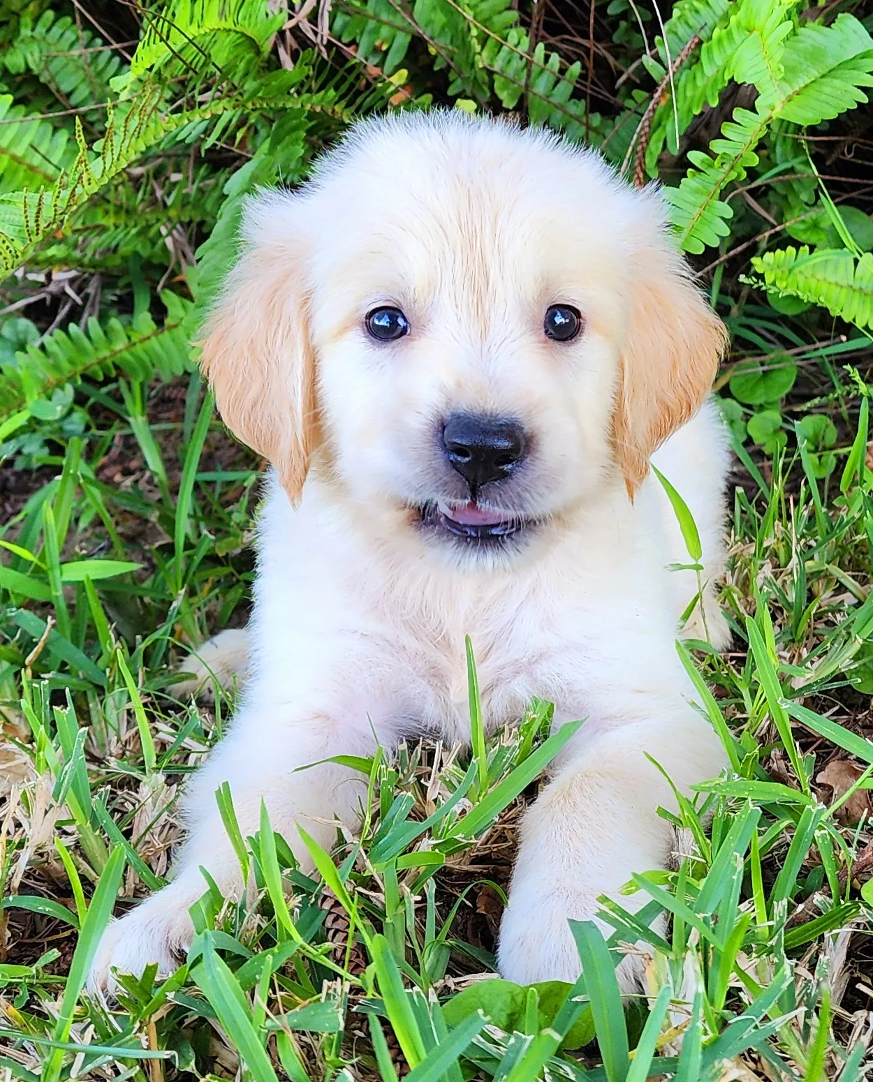 golden retriever puppy on grass