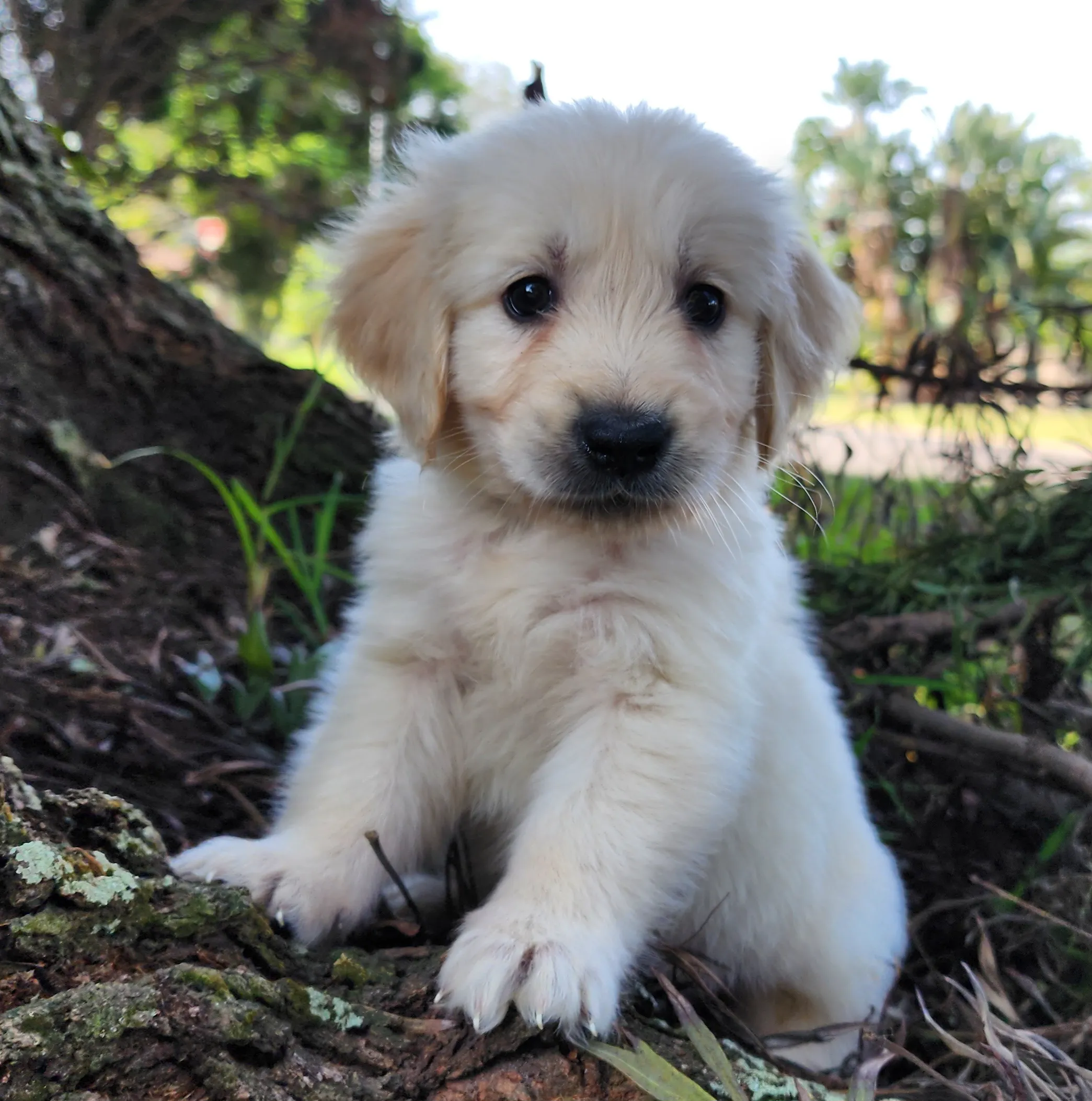 golden retriever puppy sitting