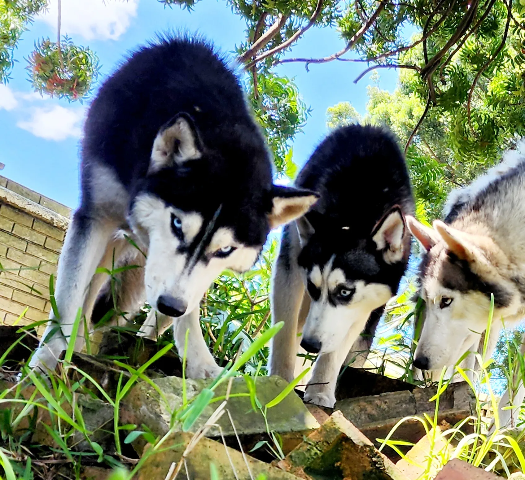 husky adults