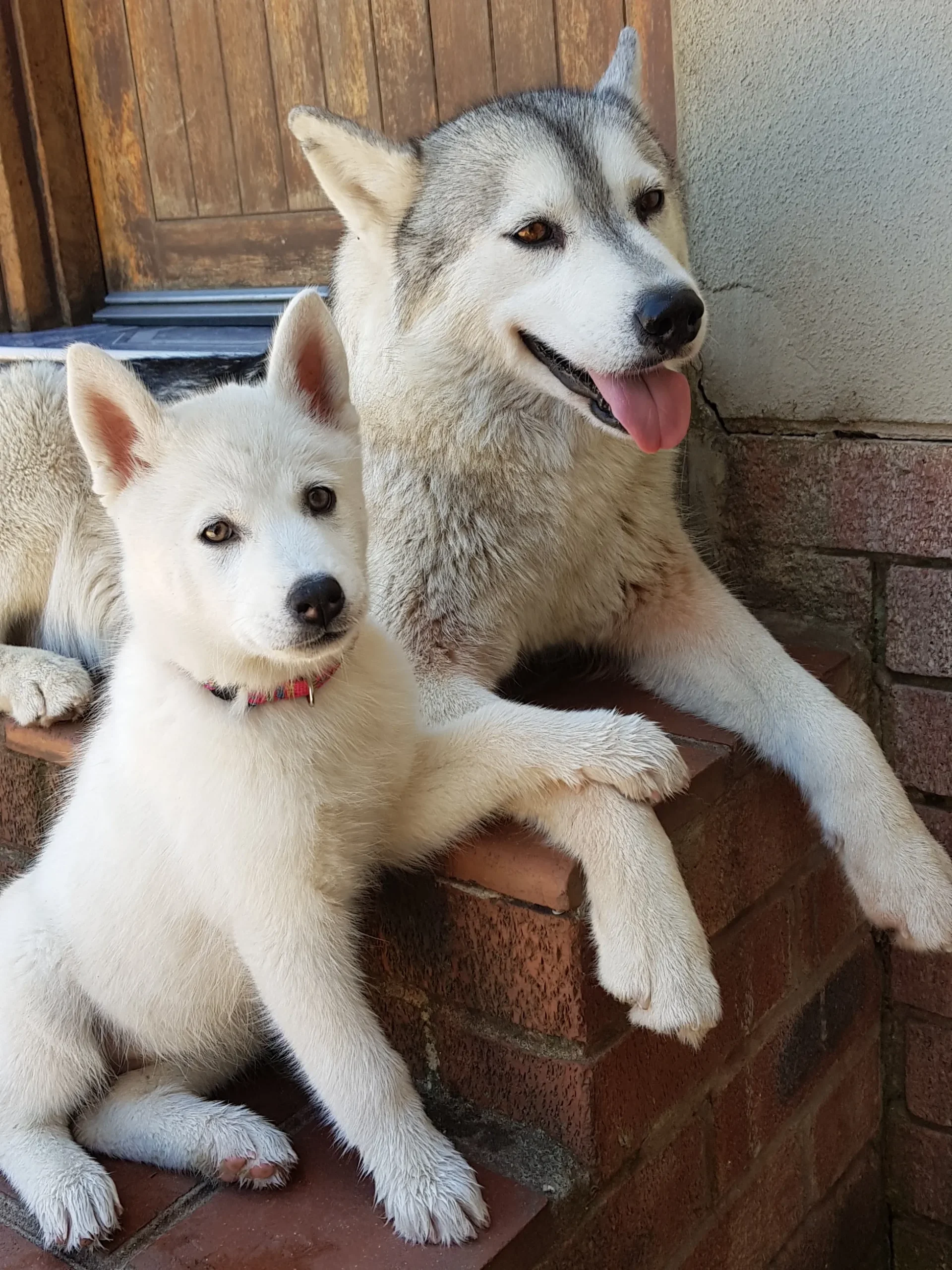 husky puppy and adult scaled