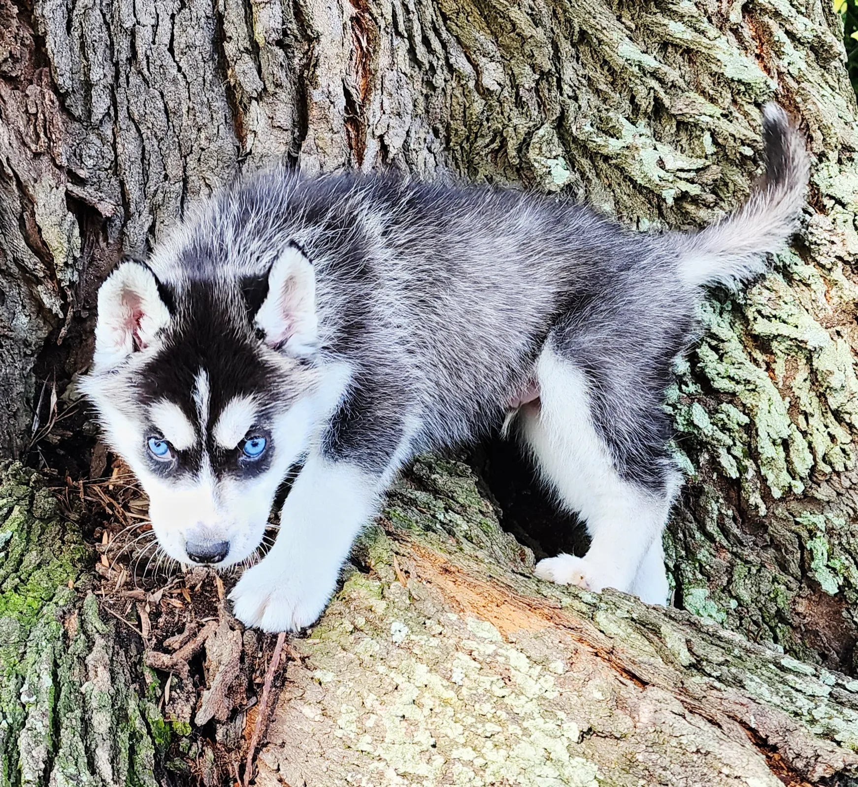 husky puppy standing