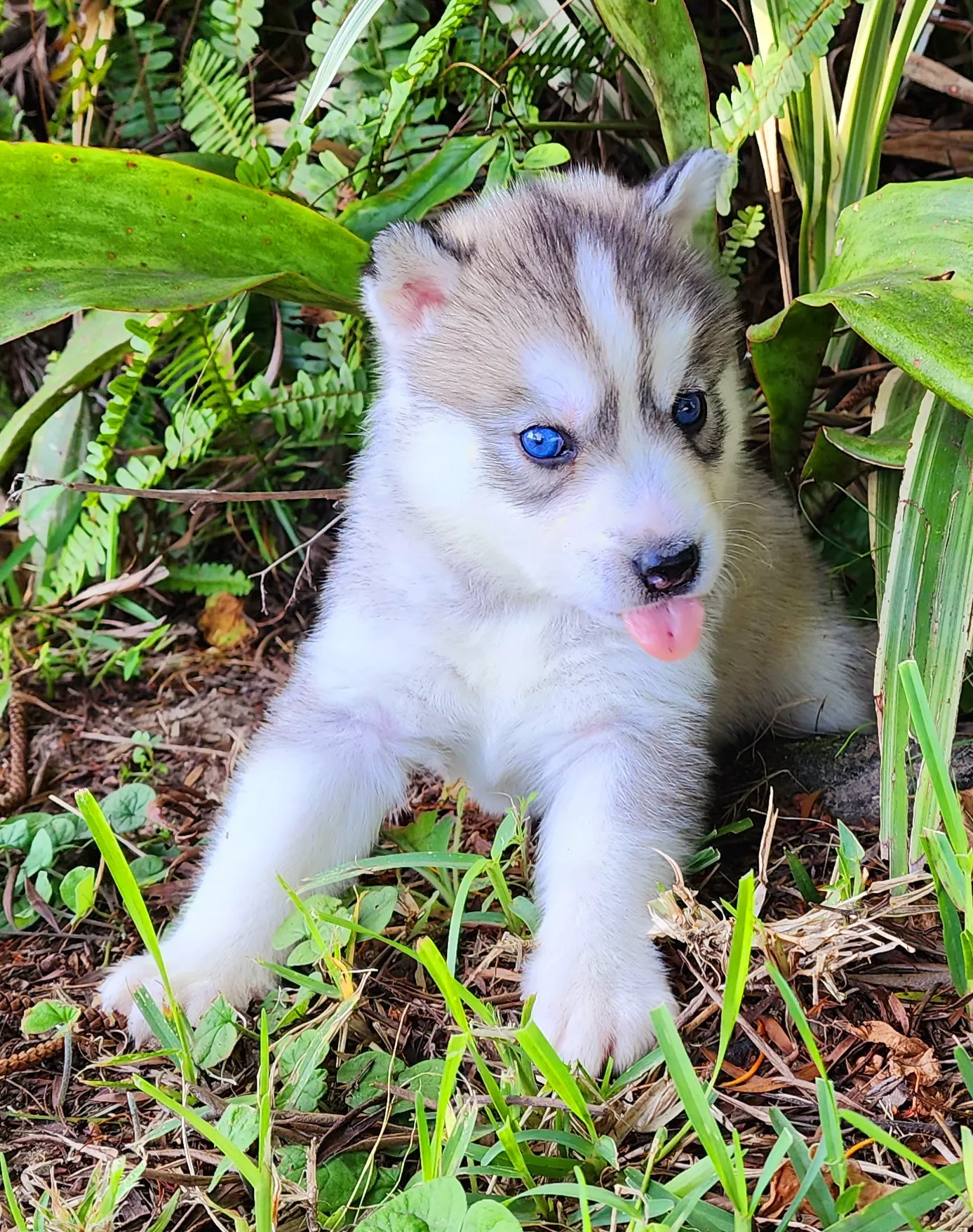 husky puppy with tongue out