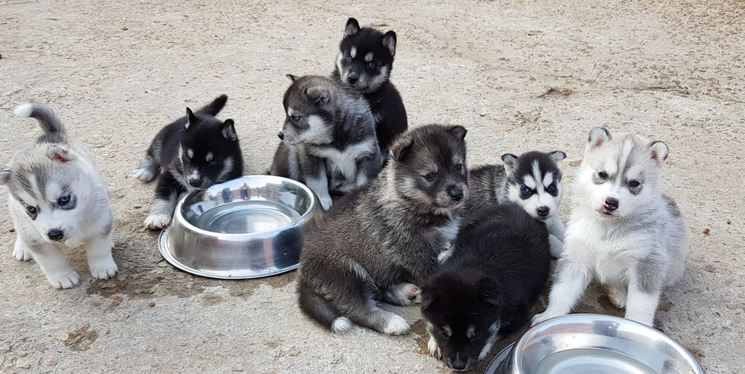 litter of husky puppies scaled