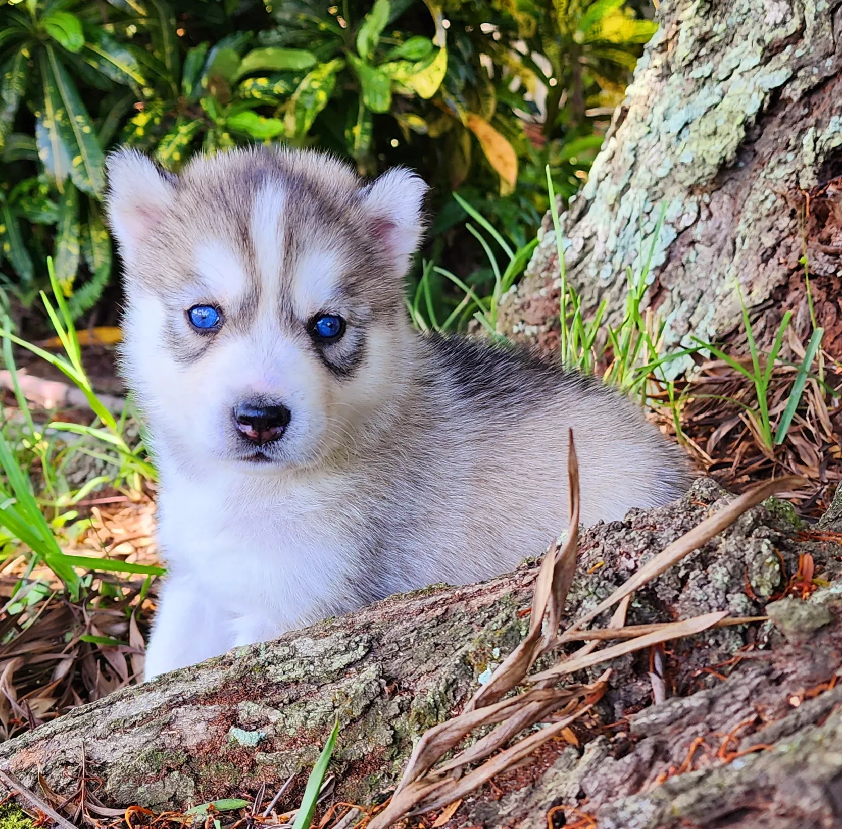 silver husky puppy with blue eyes