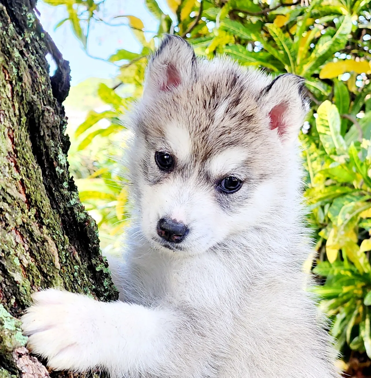 silver husky puppy with brown eyes