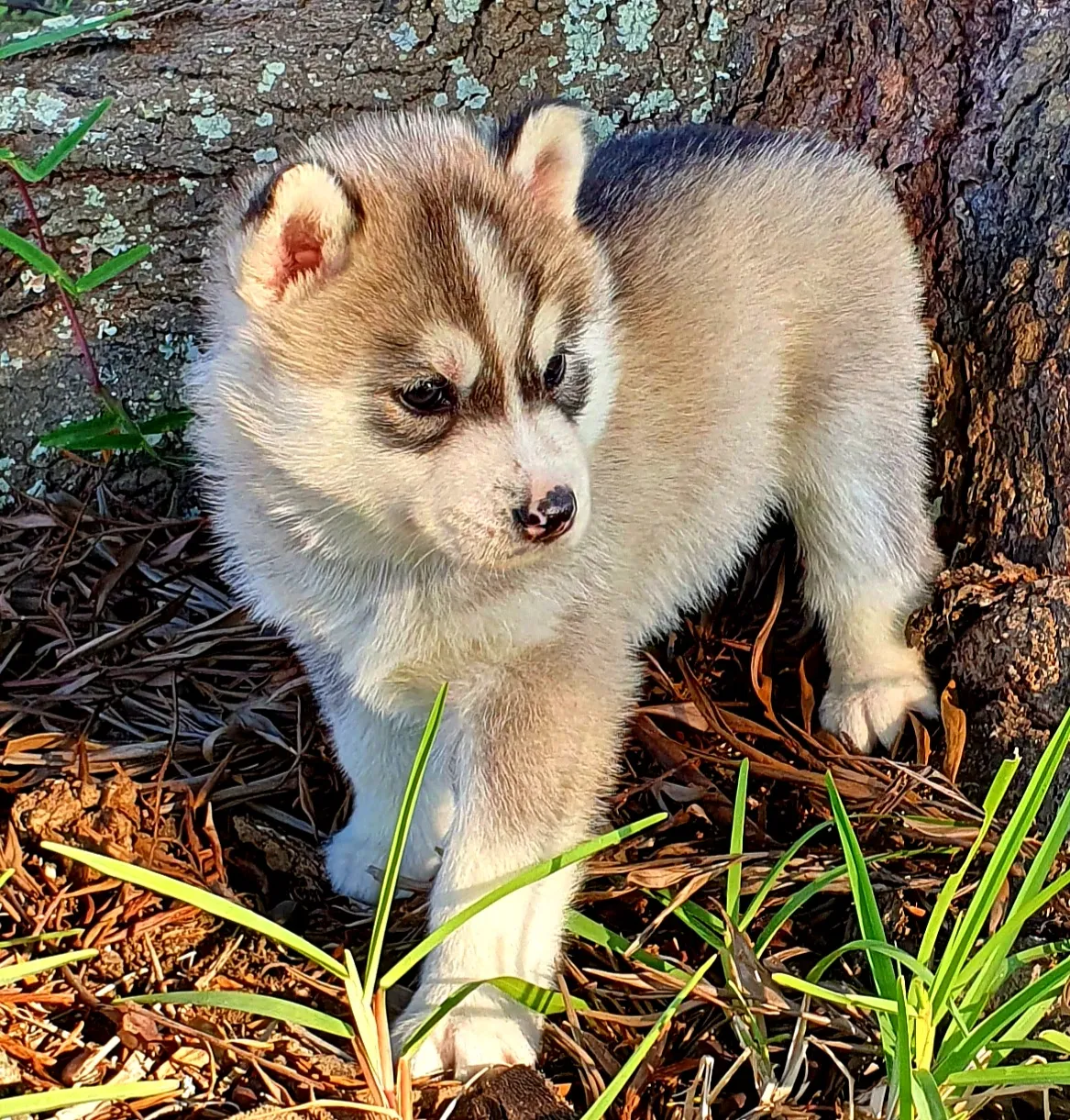 silver husky puppy with brown eyes 1
