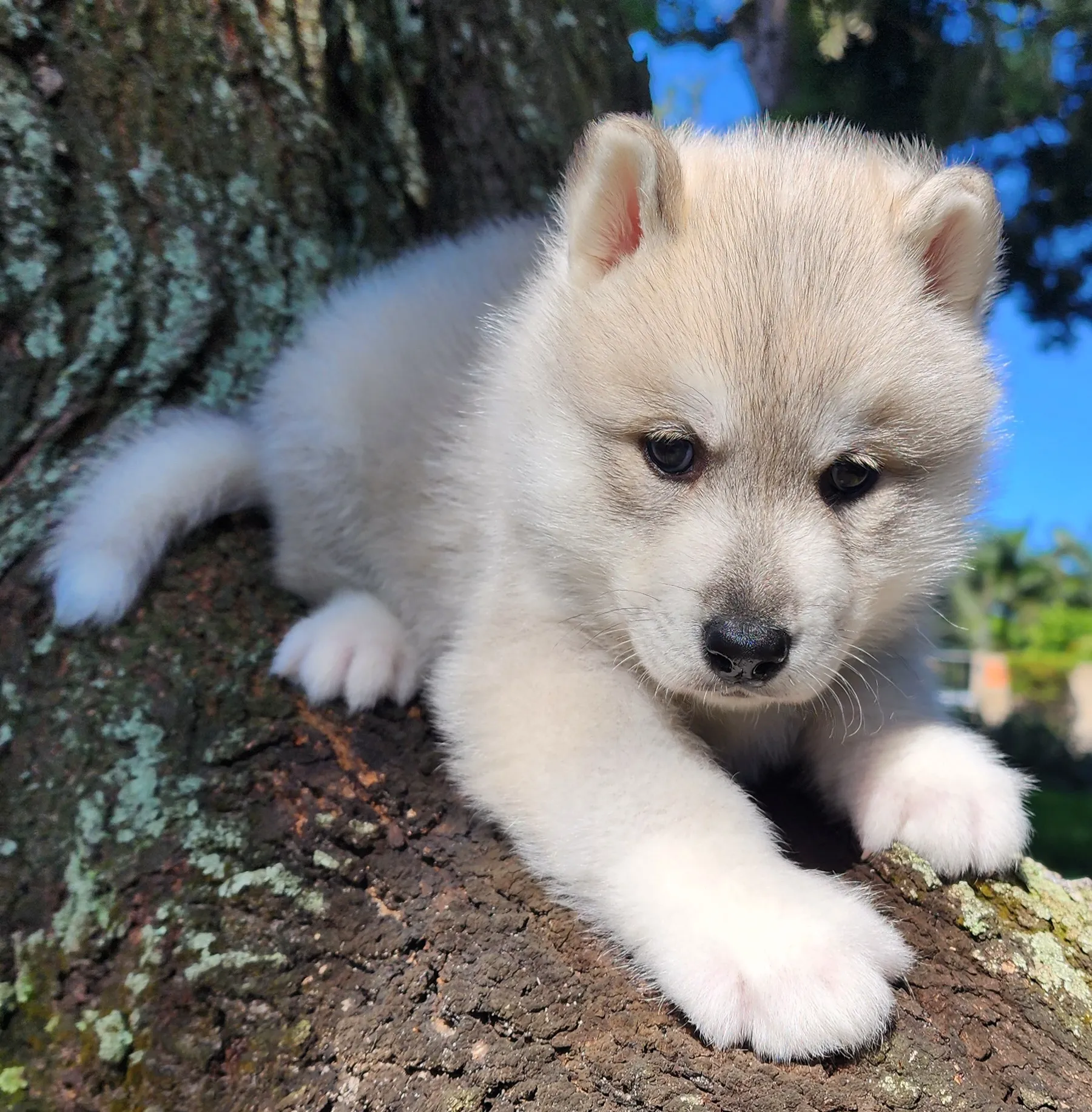 white husky puppy with brown eyes