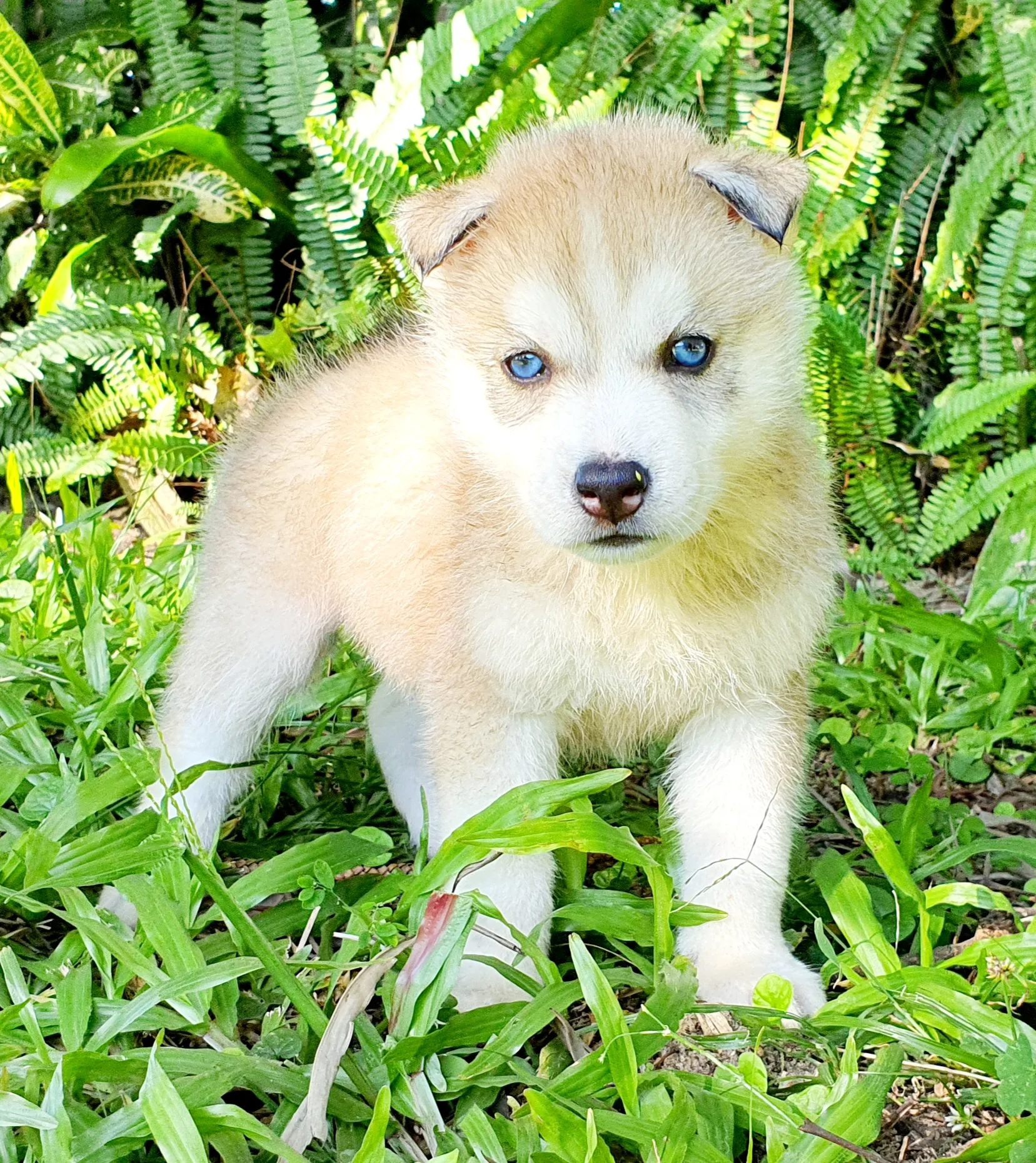 white husky pupy with blue eyes 1