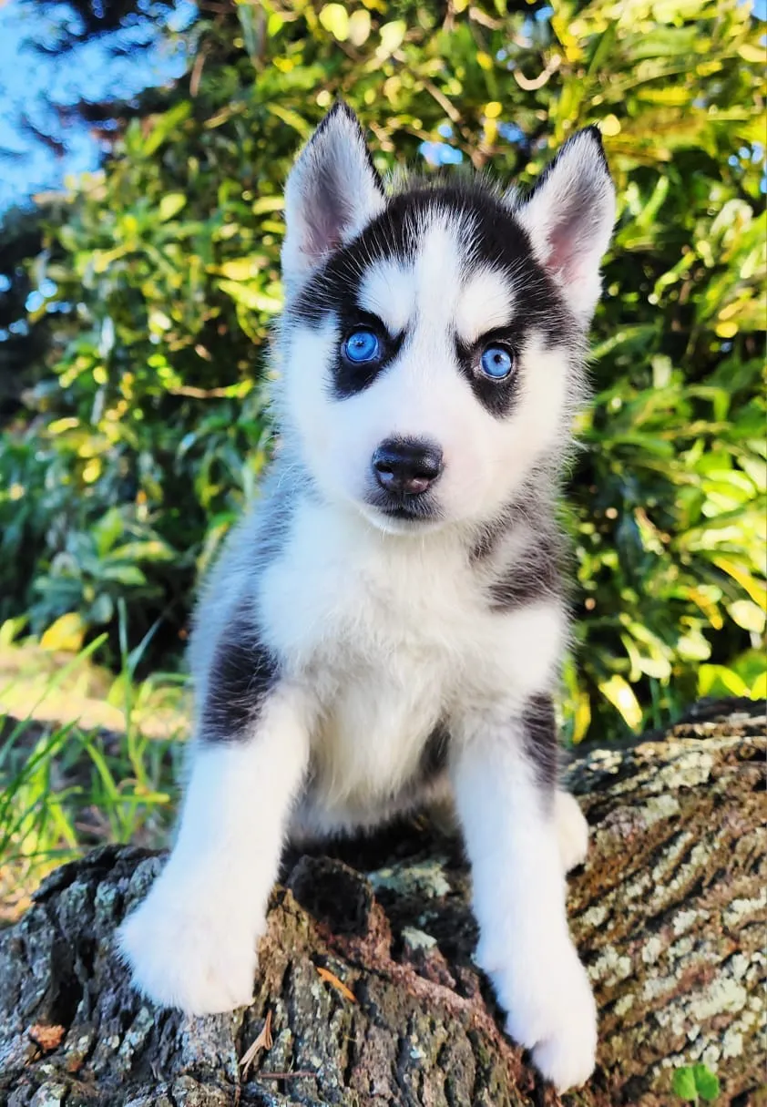 siberian husky puppy for sale